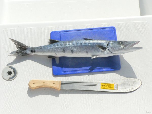 01- Barracuda 
